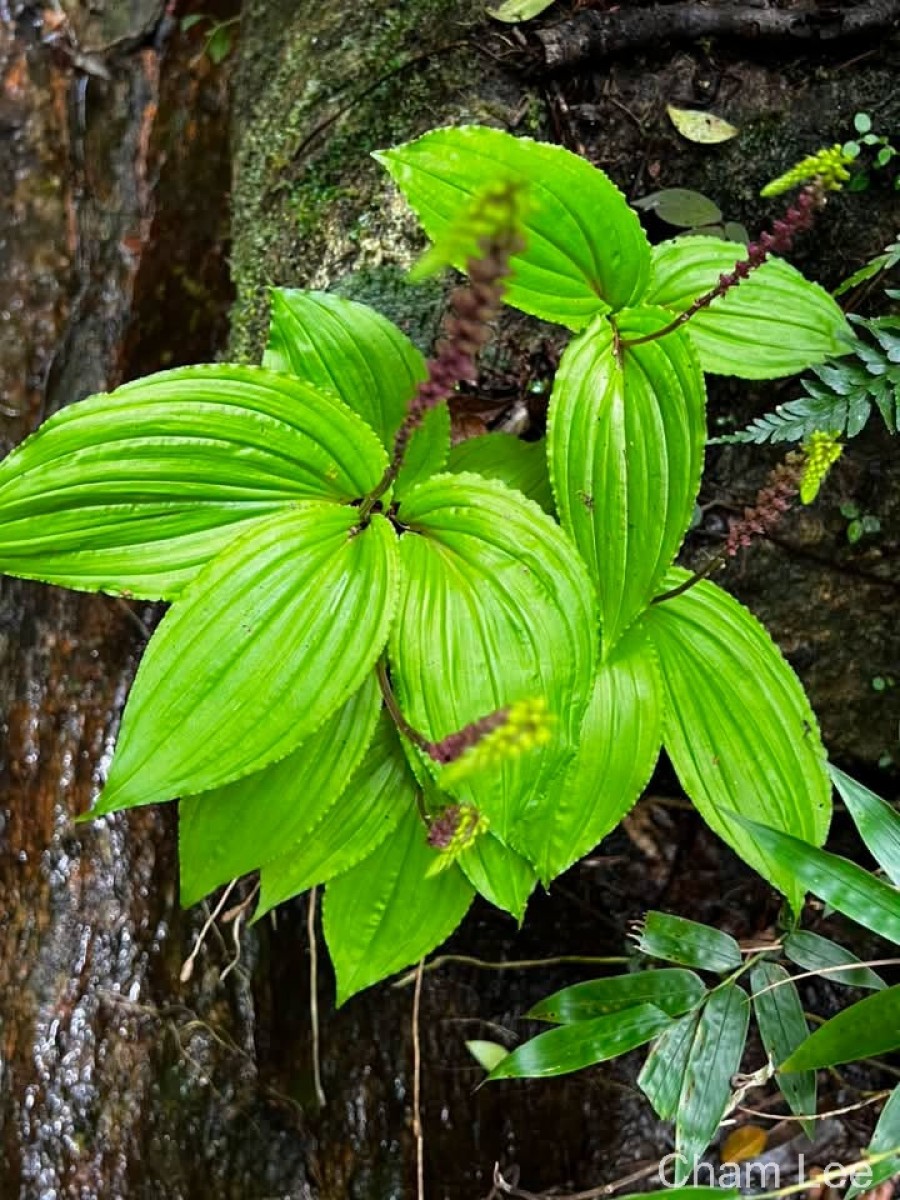 Crepidium versicolor (Lindl.) Sushil K.Singh, Agrawala & Jalal